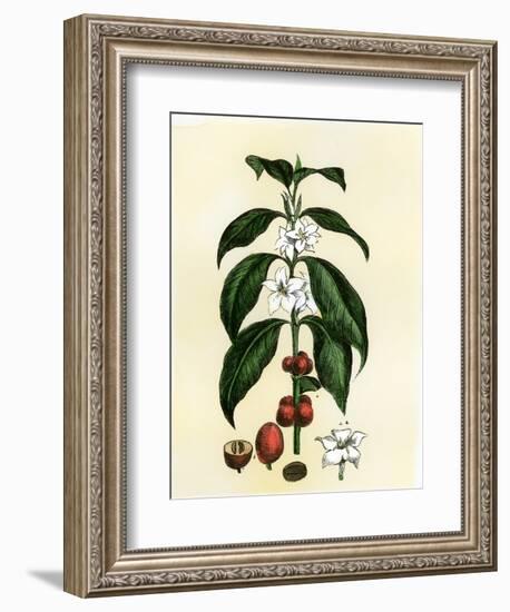 Coffee Tree Leaves, Flowers, and Fruit-null-Framed Giclee Print