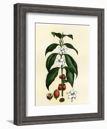 Coffee Tree Leaves, Flowers, and Fruit-null-Framed Giclee Print