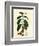 Coffee Tree Leaves, Flowers, and Fruit-null-Framed Giclee Print