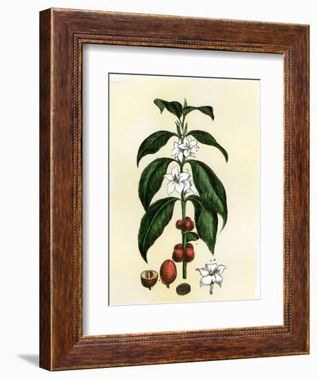 Coffee Tree Leaves, Flowers, and Fruit-null-Framed Giclee Print