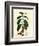 Coffee Tree Leaves, Flowers, and Fruit-null-Framed Giclee Print