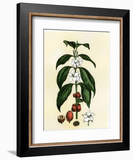 Coffee Tree Leaves, Flowers, and Fruit-null-Framed Giclee Print