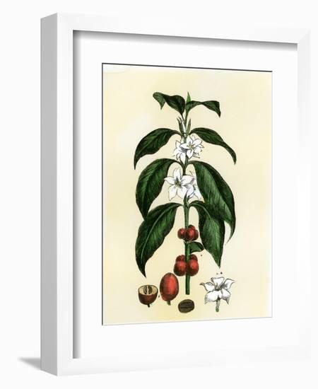 Coffee Tree Leaves, Flowers, and Fruit-null-Framed Giclee Print