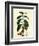 Coffee Tree Leaves, Flowers, and Fruit-null-Framed Giclee Print