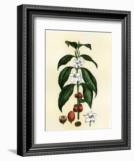 Coffee Tree Leaves, Flowers, and Fruit-null-Framed Giclee Print