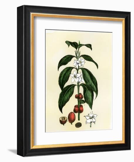 Coffee Tree Leaves, Flowers, and Fruit-null-Framed Giclee Print