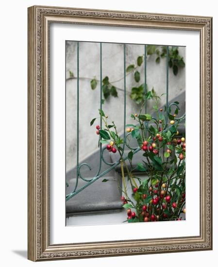 Coffee Tree, Positano, Amalfi Coast, Campania, Italy-Walter Bibikow-Framed Photographic Print