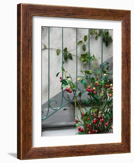 Coffee Tree, Positano, Amalfi Coast, Campania, Italy-Walter Bibikow-Framed Photographic Print