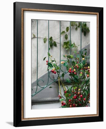 Coffee Tree, Positano, Amalfi Coast, Campania, Italy-Walter Bibikow-Framed Photographic Print