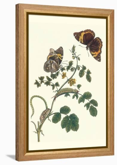 Coffee with Split-Banded Owlet Butterfly-Maria Sibylla Merian-Framed Stretched Canvas