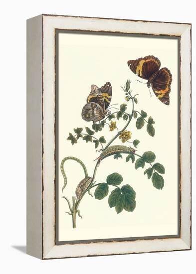 Coffee with Split-Banded Owlet Butterfly-Maria Sibylla Merian-Framed Stretched Canvas