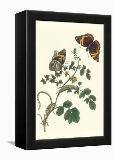 Coffee with Split-Banded Owlet Butterfly-Maria Sibylla Merian-Framed Stretched Canvas