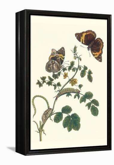 Coffee with Split-Banded Owlet Butterfly-Maria Sibylla Merian-Framed Stretched Canvas