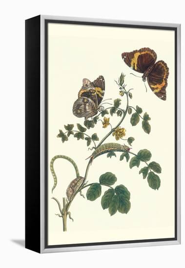 Coffee with Split-Banded Owlet Butterfly-Maria Sibylla Merian-Framed Stretched Canvas