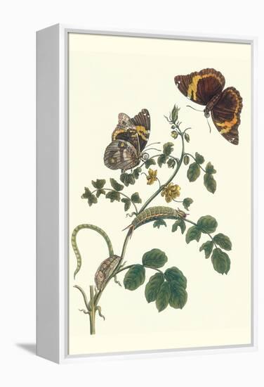 Coffee with Split-Banded Owlet Butterfly-Maria Sibylla Merian-Framed Stretched Canvas