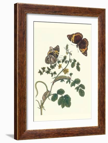 Coffee with Split-Banded Owlet Butterfly-Maria Sibylla Merian-Framed Premium Giclee Print