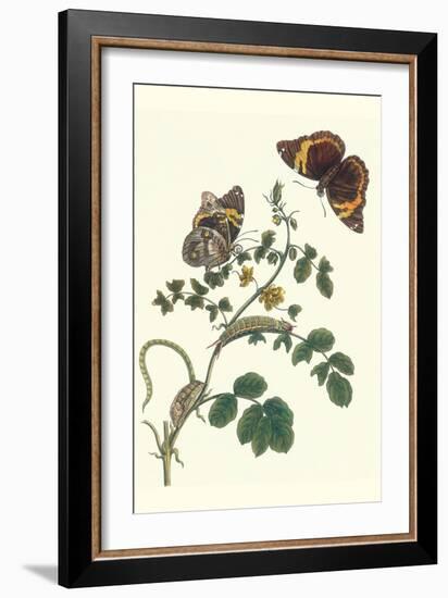 Coffee with Split-Banded Owlet Butterfly-Maria Sibylla Merian-Framed Premium Giclee Print