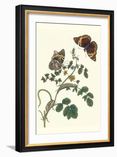 Coffee with Split-Banded Owlet Butterfly-Maria Sibylla Merian-Framed Premium Giclee Print