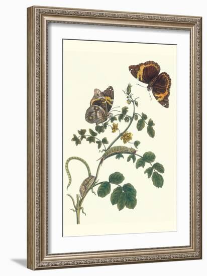 Coffee with Split-Banded Owlet Butterfly-Maria Sibylla Merian-Framed Art Print