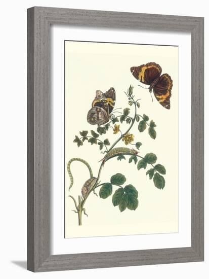 Coffee with Split-Banded Owlet Butterfly-Maria Sibylla Merian-Framed Art Print