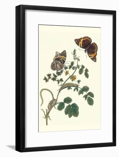 Coffee with Split-Banded Owlet Butterfly-Maria Sibylla Merian-Framed Art Print