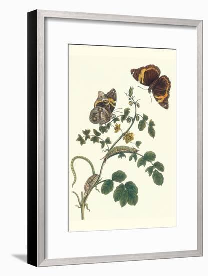 Coffee with Split-Banded Owlet Butterfly-Maria Sibylla Merian-Framed Art Print