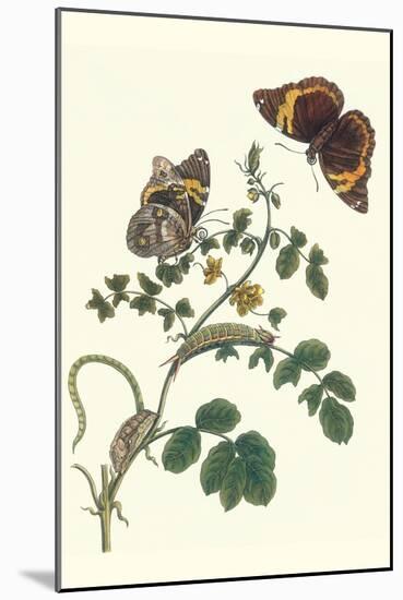 Coffee with Split-Banded Owlet Butterfly-Maria Sibylla Merian-Mounted Art Print