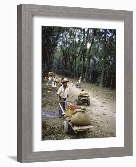 Coffee Workers Harvesting Beans-John Dominis-Framed Photographic Print