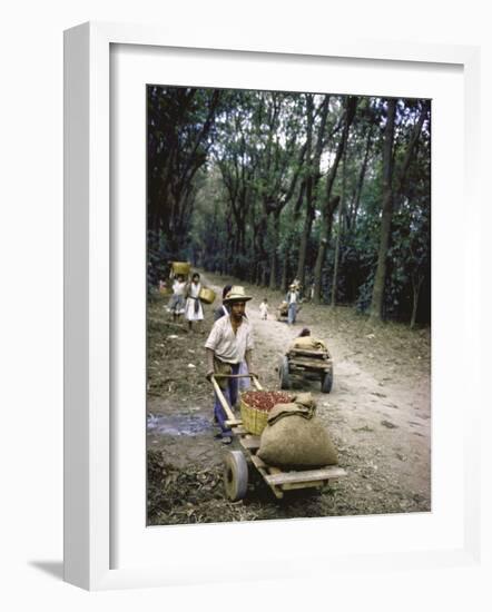 Coffee Workers Harvesting Beans-John Dominis-Framed Photographic Print