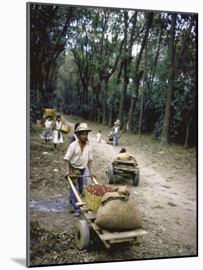 Coffee Workers Harvesting Beans-John Dominis-Mounted Photographic Print