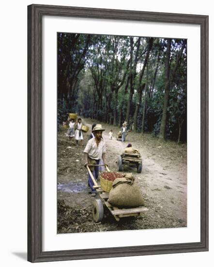 Coffee Workers Harvesting Beans-John Dominis-Framed Photographic Print