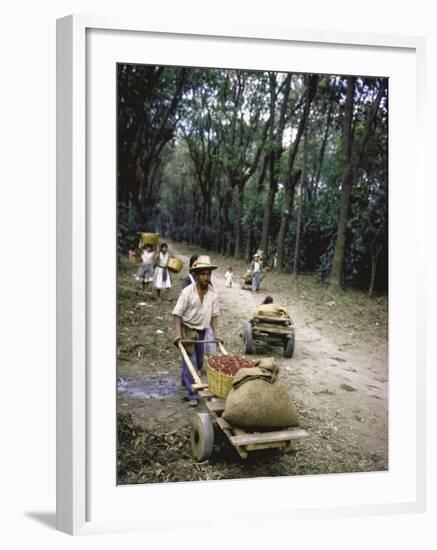 Coffee Workers Harvesting Beans-John Dominis-Framed Photographic Print