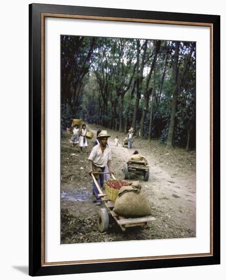 Coffee Workers Harvesting Beans-John Dominis-Framed Photographic Print