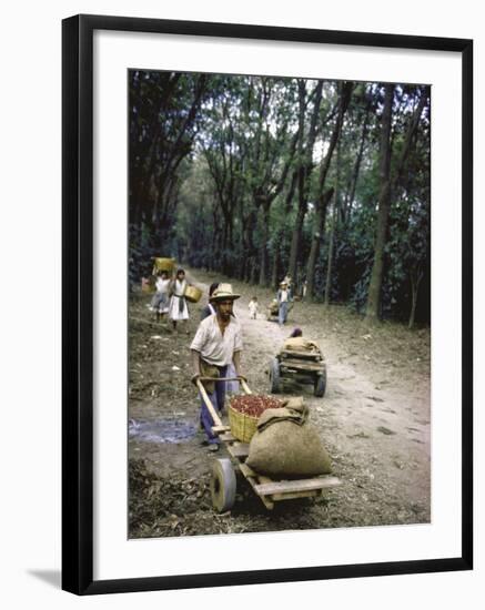 Coffee Workers Harvesting Beans-John Dominis-Framed Photographic Print