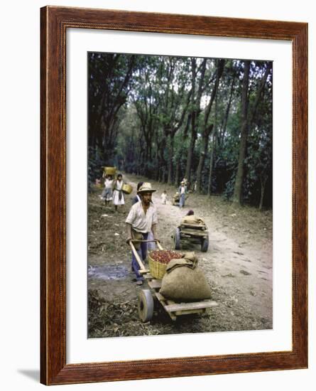 Coffee Workers Harvesting Beans-John Dominis-Framed Photographic Print