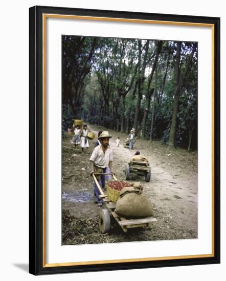 Coffee Workers Harvesting Beans-John Dominis-Framed Photographic Print