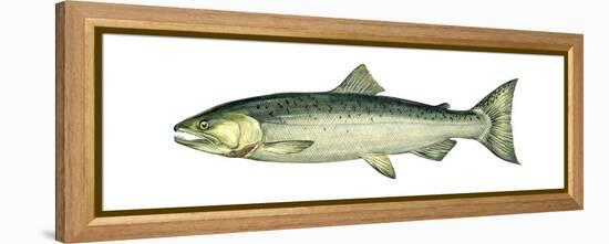 Coho (Oncorhynchus Kisutch), Silver Salmon, Fishes-Encyclopaedia Britannica-Framed Stretched Canvas