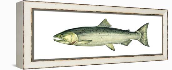 Coho (Oncorhynchus Kisutch), Silver Salmon, Fishes-Encyclopaedia Britannica-Framed Stretched Canvas