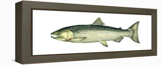 Coho (Oncorhynchus Kisutch), Silver Salmon, Fishes-Encyclopaedia Britannica-Framed Stretched Canvas