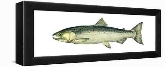 Coho (Oncorhynchus Kisutch), Silver Salmon, Fishes-Encyclopaedia Britannica-Framed Stretched Canvas