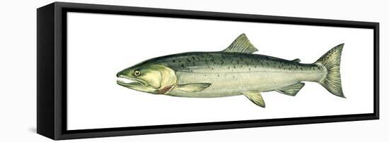 Coho (Oncorhynchus Kisutch), Silver Salmon, Fishes-Encyclopaedia Britannica-Framed Stretched Canvas