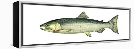 Coho (Oncorhynchus Kisutch), Silver Salmon, Fishes-Encyclopaedia Britannica-Framed Stretched Canvas