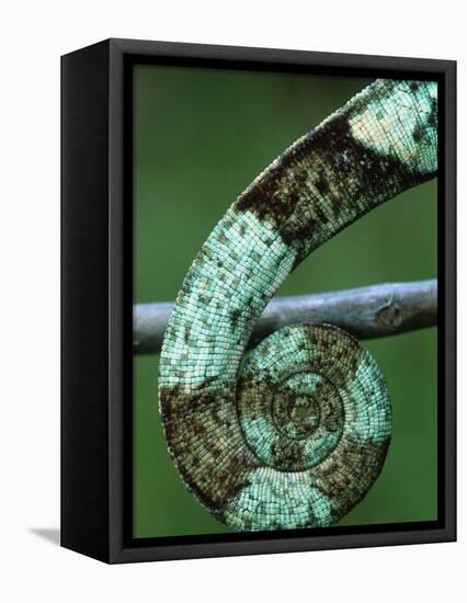 Coiled Prehensile Tail of a Parson's Chameleon-null-Framed Premier Image Canvas