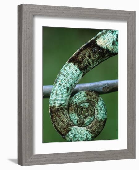 Coiled Prehensile Tail of a Parson's Chameleon-null-Framed Photographic Print