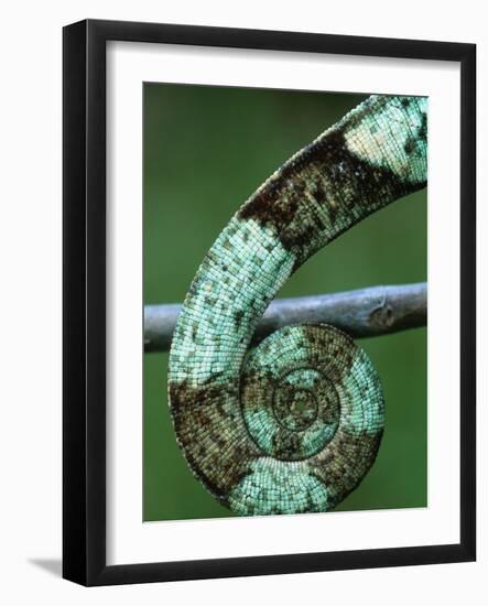 Coiled Prehensile Tail of a Parson's Chameleon-null-Framed Photographic Print