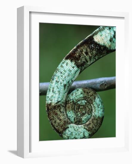 Coiled Prehensile Tail of a Parson's Chameleon-null-Framed Photographic Print