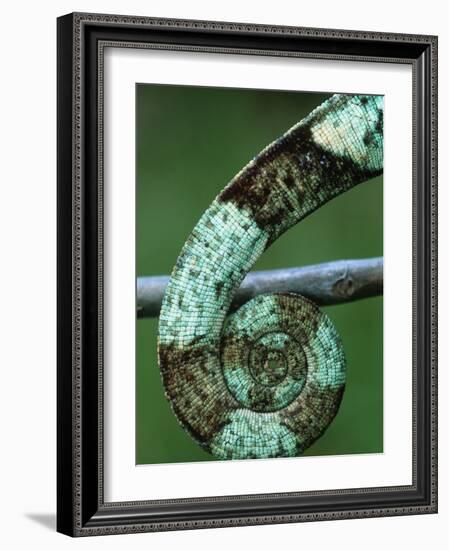 Coiled Prehensile Tail of a Parson's Chameleon-null-Framed Photographic Print