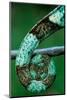 Coiled Prehensile Tail of a Parson's Chameleon-Gallo Images-Mounted Photographic Print