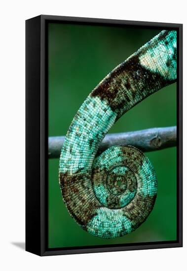 Coiled Prehensile Tail of a Parson's Chameleon-Gallo Images-Framed Premier Image Canvas