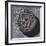 Coin from Vetulonia-null-Framed Giclee Print